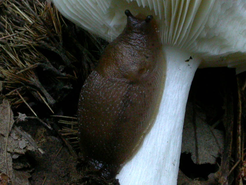 Limax cf. corsicus tra Grottaferrata e Rocca di Papa (RM)