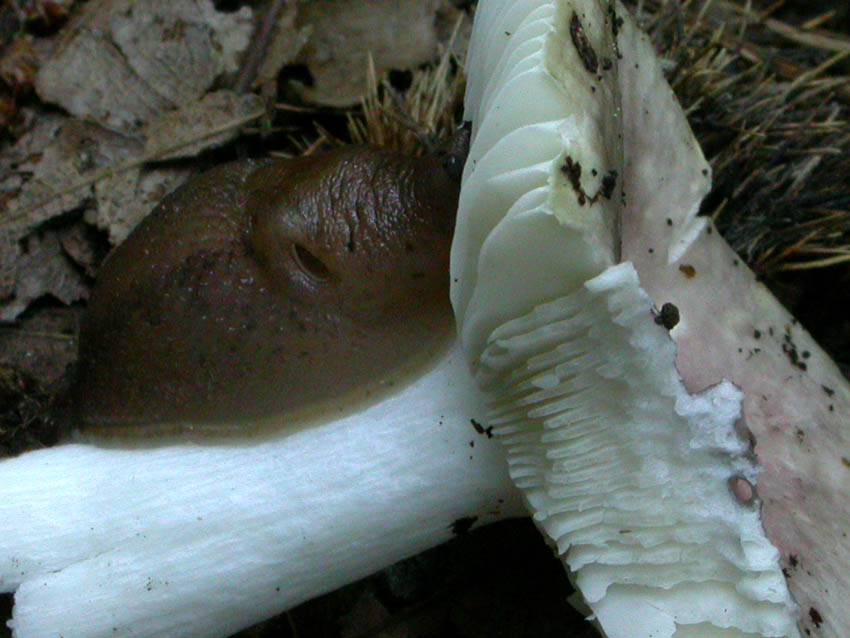 Limax cf. corsicus tra Grottaferrata e Rocca di Papa (RM)