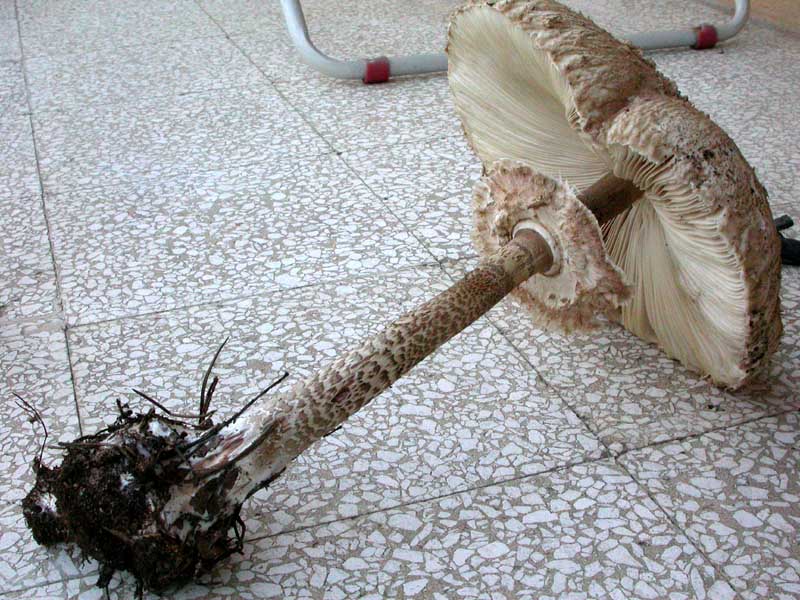 solo un''anteprima...