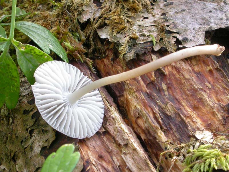 Da discutere, se vi va