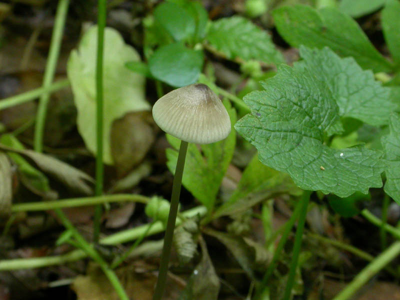 Mycena critica (per me)