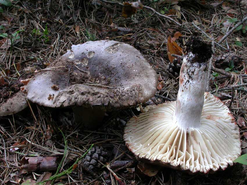 Russula nigricans: scheda fotografica