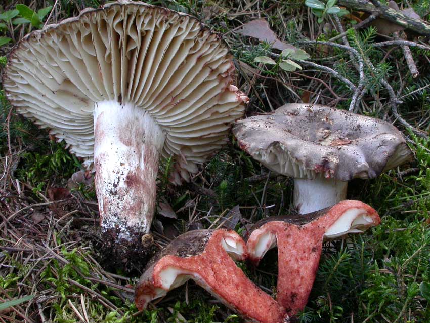 Russula nigricans: scheda fotografica