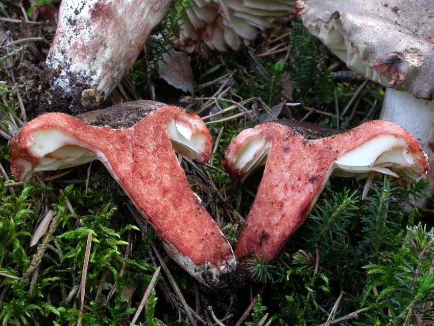 Russula nigricans: scheda fotografica