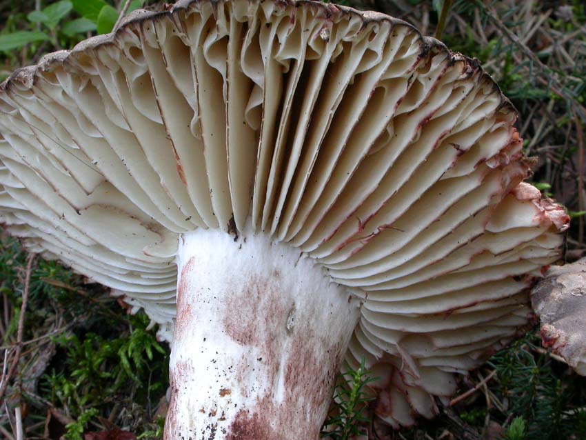 Russula nigricans: scheda fotografica