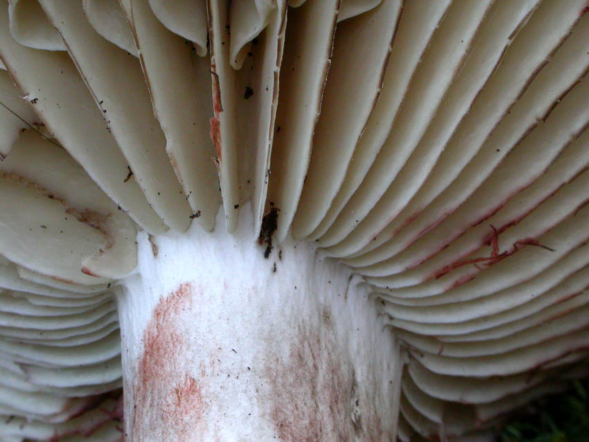 Russula nigricans: scheda fotografica