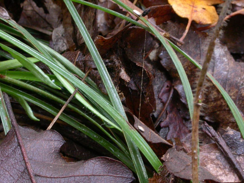 Cyathus striatus