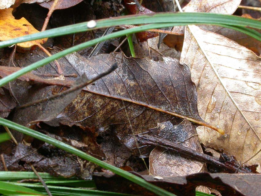 Cyathus striatus