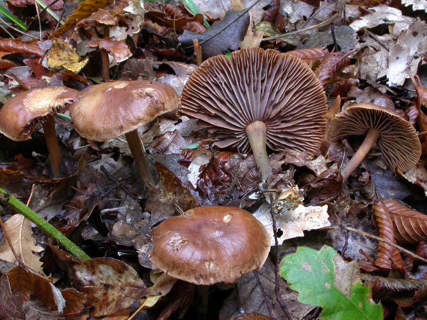 Gymnopus peronatus: scheda fotografica