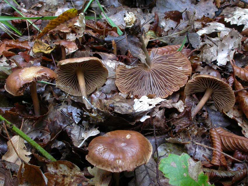 Gymnopus peronatus: scheda fotografica