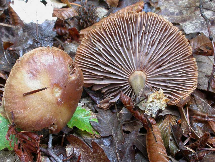 Gymnopus peronatus: scheda fotografica