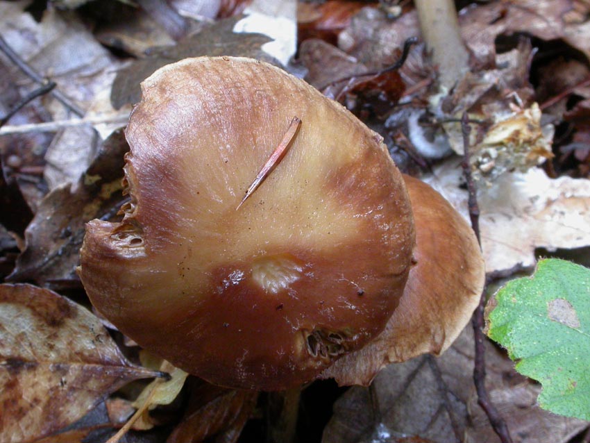 Gymnopus peronatus: scheda fotografica