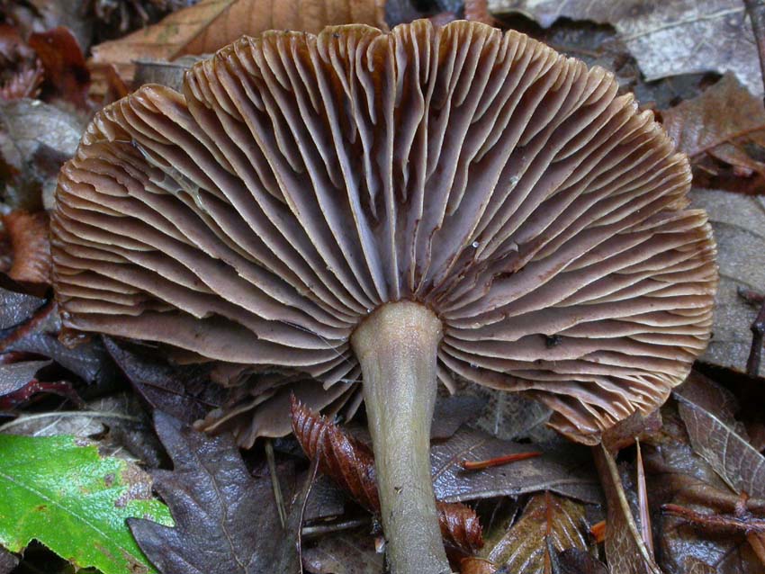 Gymnopus peronatus: scheda fotografica