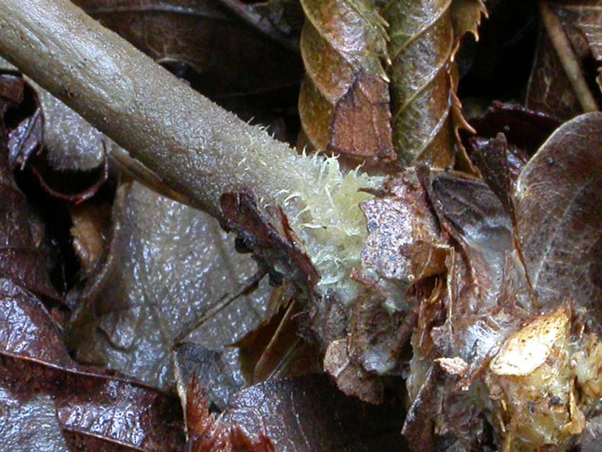 Gymnopus peronatus: scheda fotografica