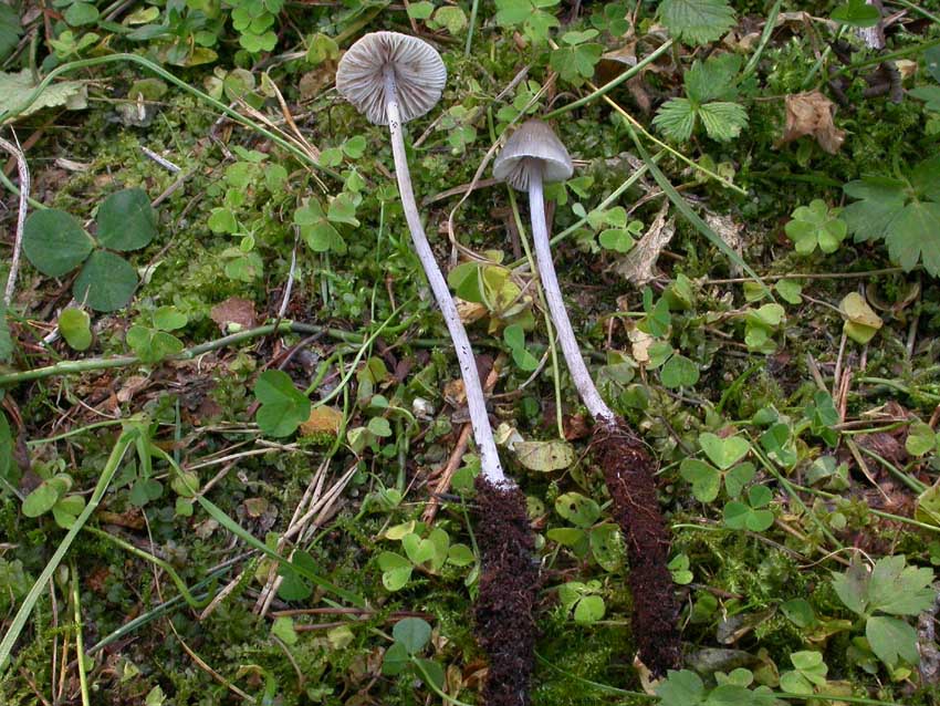 Genere Mycena
