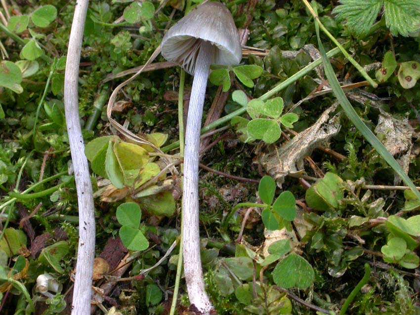 Genere Mycena