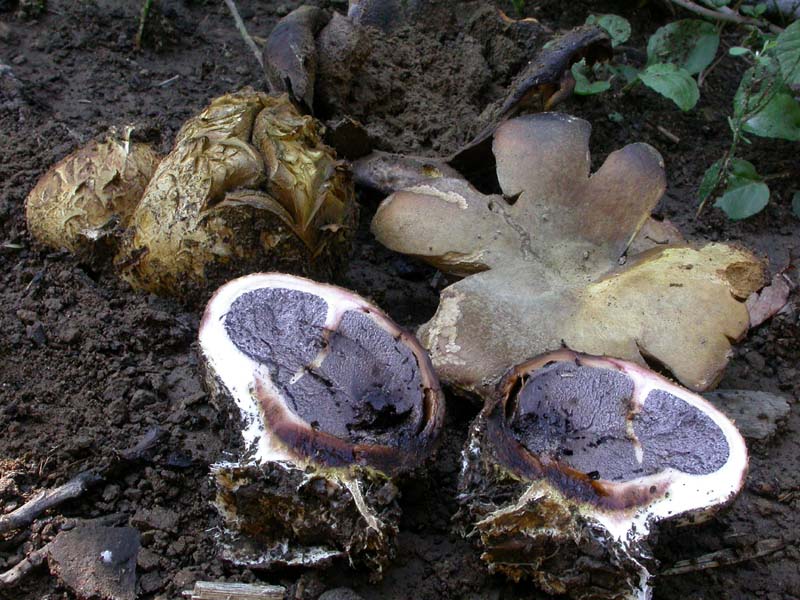 Conferma per Scleroderma polyrhizum