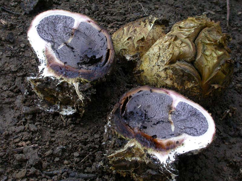 Conferma per Scleroderma polyrhizum