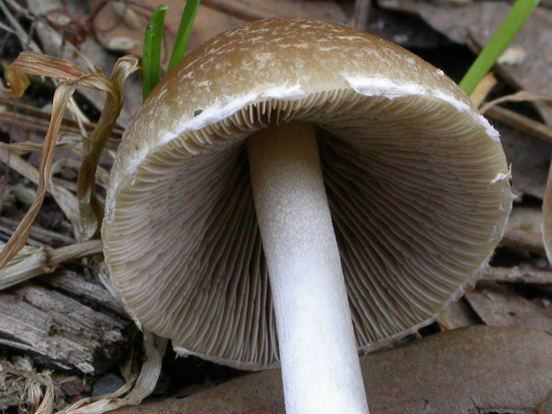 Senza precisa identit�