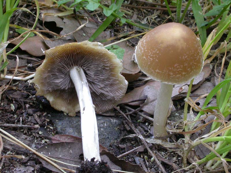 Senza precisa identit�