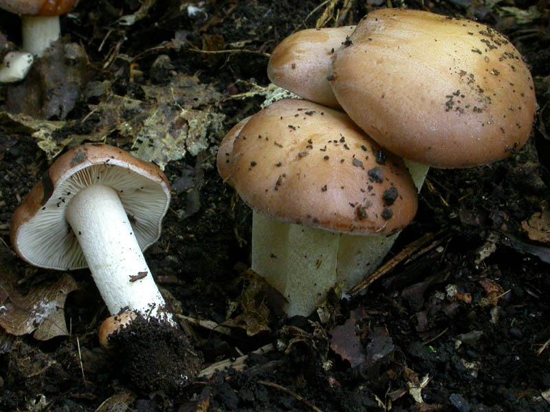 Giovani Hebeloma sinapizans?