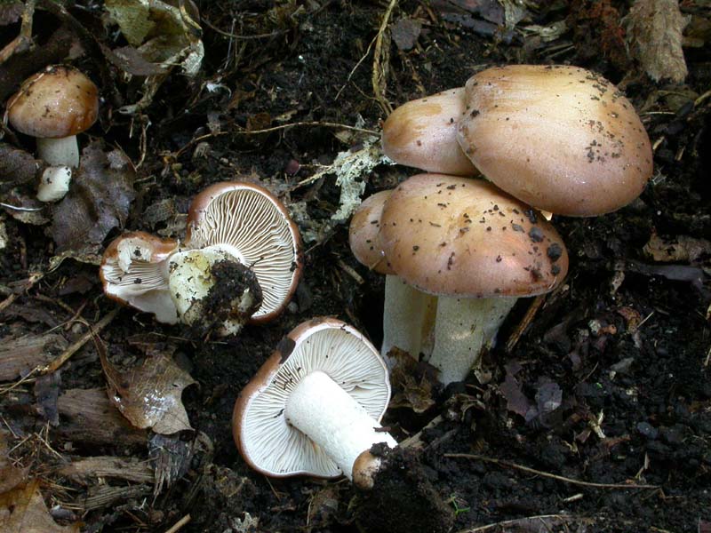 Giovani Hebeloma sinapizans?