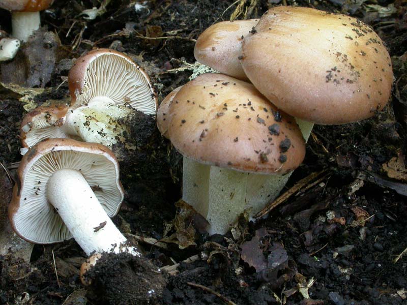 Giovani Hebeloma sinapizans?