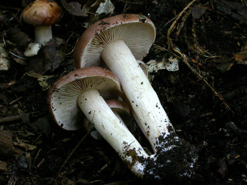 Giovani Hebeloma sinapizans?