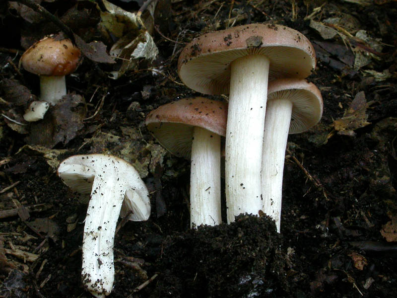 Giovani Hebeloma sinapizans?