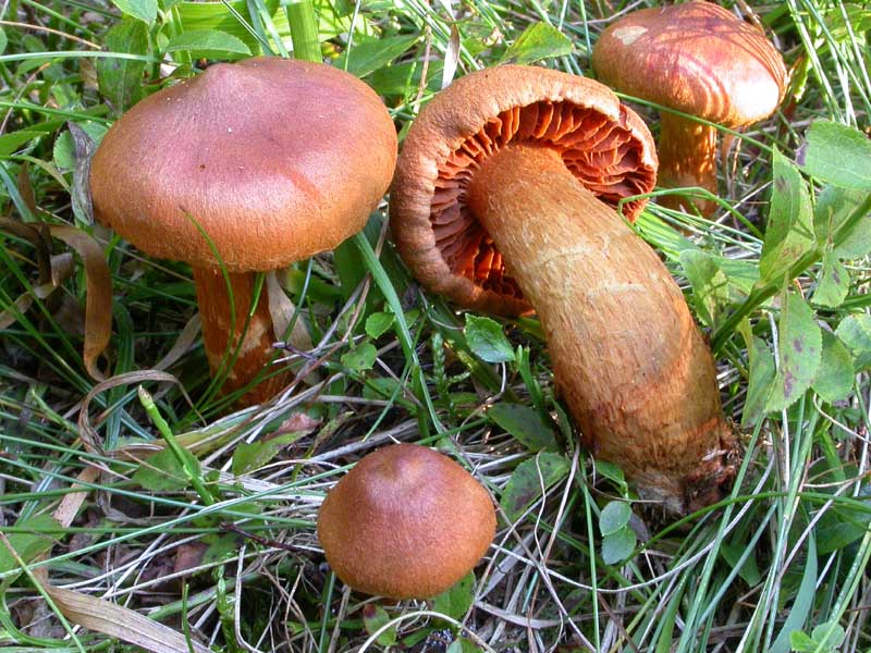 Cortinarius rubellus Cooke (= C. speciosissimus ?)