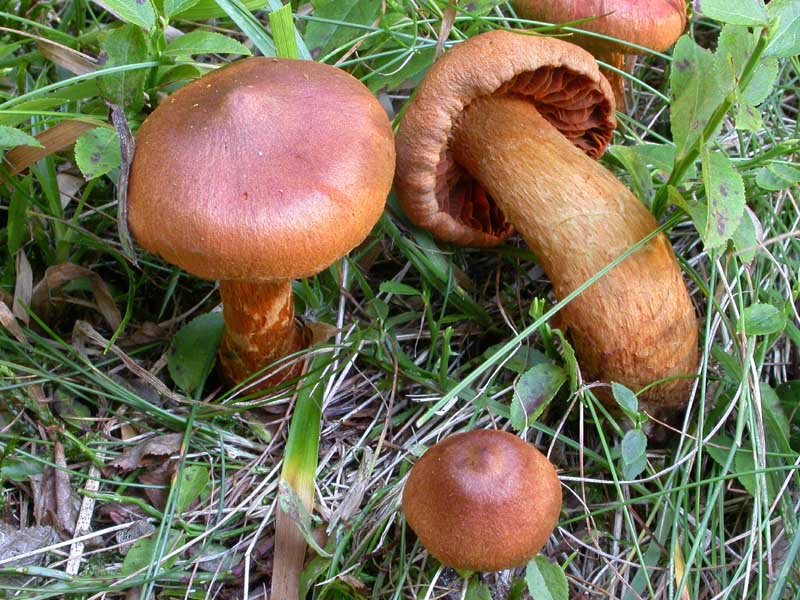 Cortinarius rubellus Cooke (= C. speciosissimus ?)