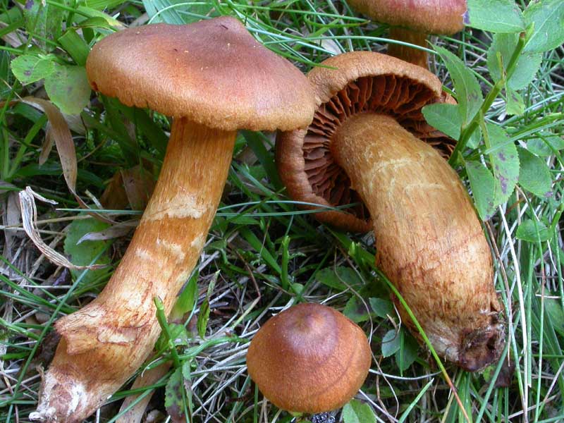 Cortinarius rubellus Cooke (= C. speciosissimus ?)