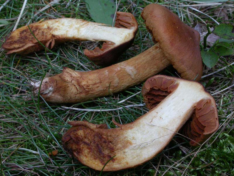 Cortinarius rubellus Cooke (= C. speciosissimus ?)