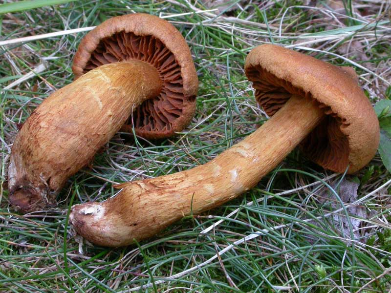 Cortinarius rubellus Cooke (= C. speciosissimus ?)