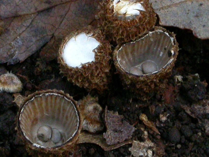 Cyathus striatus