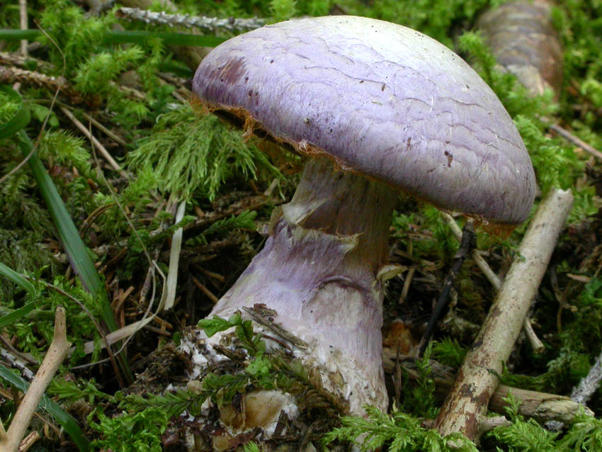 Cortinarius traganus s.l.: scheda fotografica