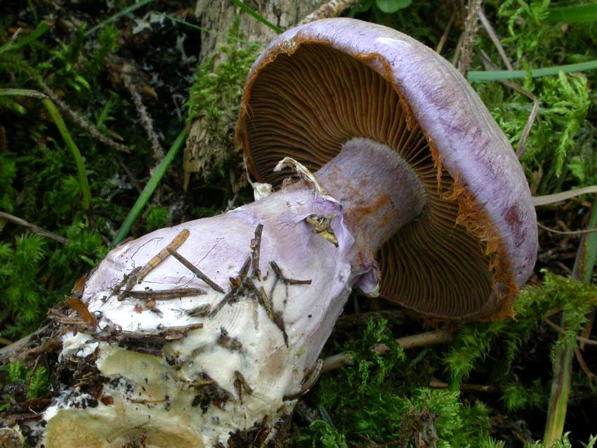 Cortinarius traganus s.l.: scheda fotografica