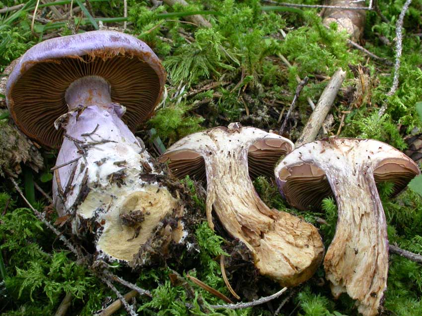Cortinarius traganus s.l.: scheda fotografica