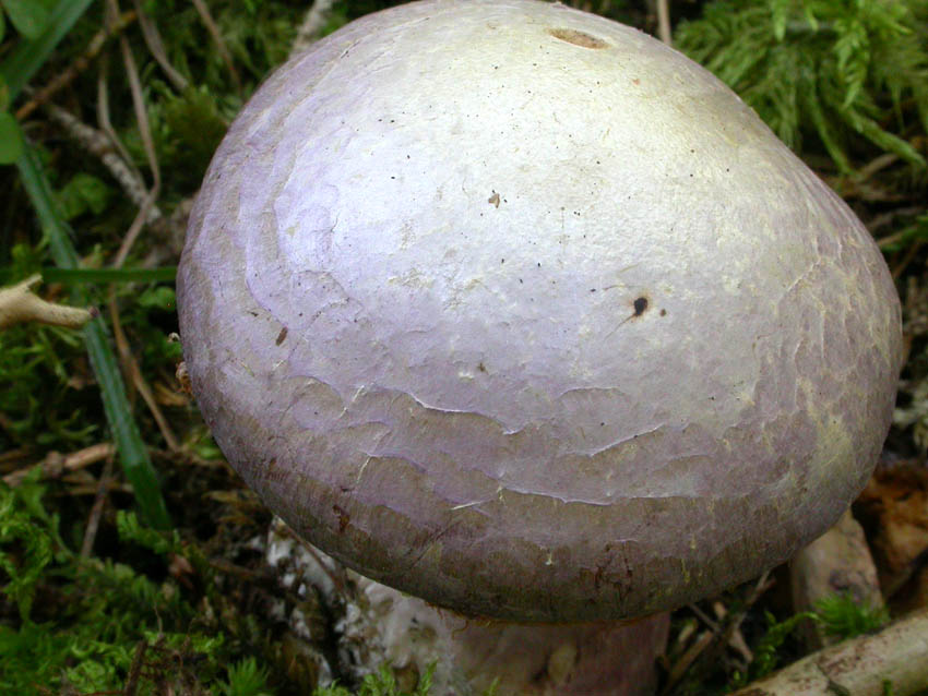 Cortinarius traganus s.l.: scheda fotografica