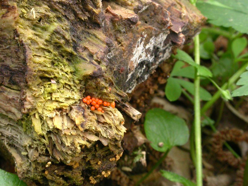 Probabile Trichia sp.