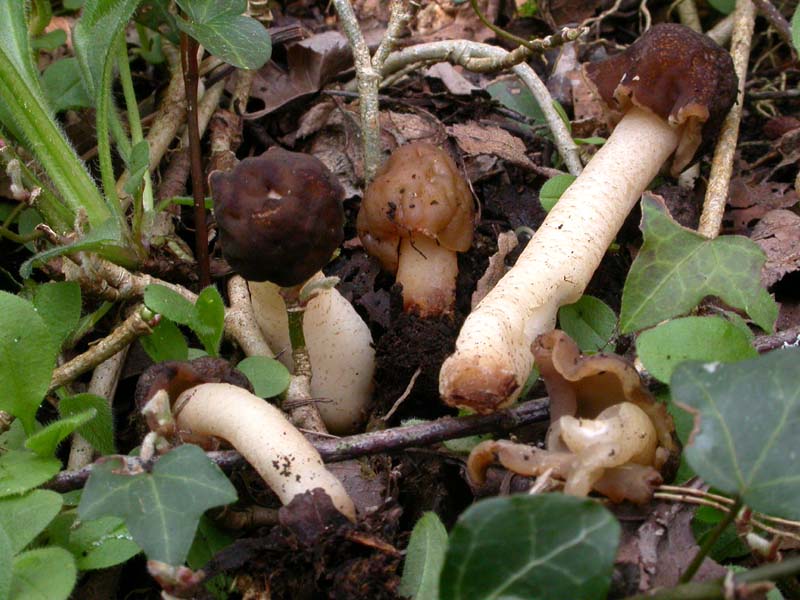 Ascomiceti primaverili alla ribalta (1): Verpa conica s.l.