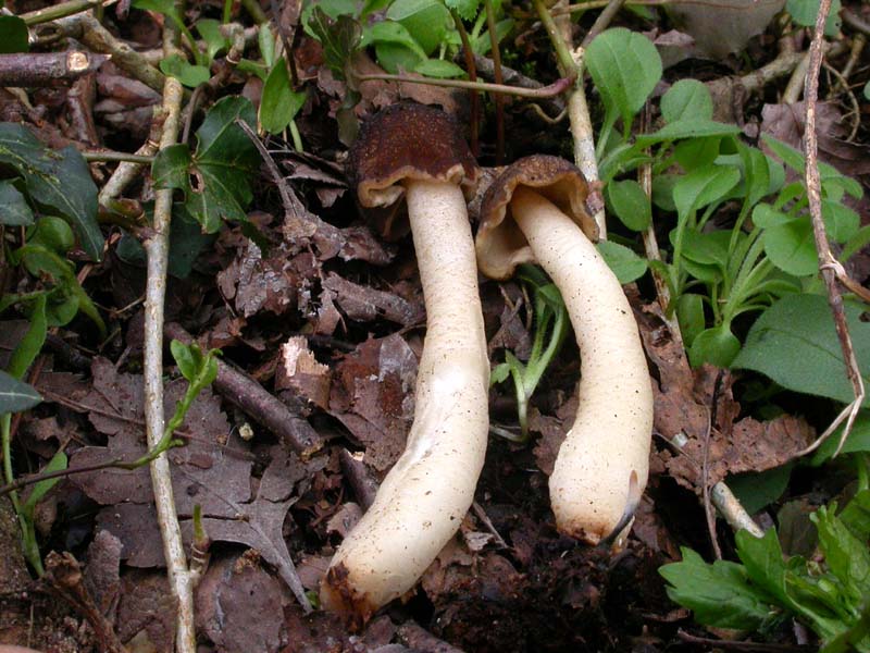 Ascomiceti primaverili alla ribalta (1): Verpa conica s.l.