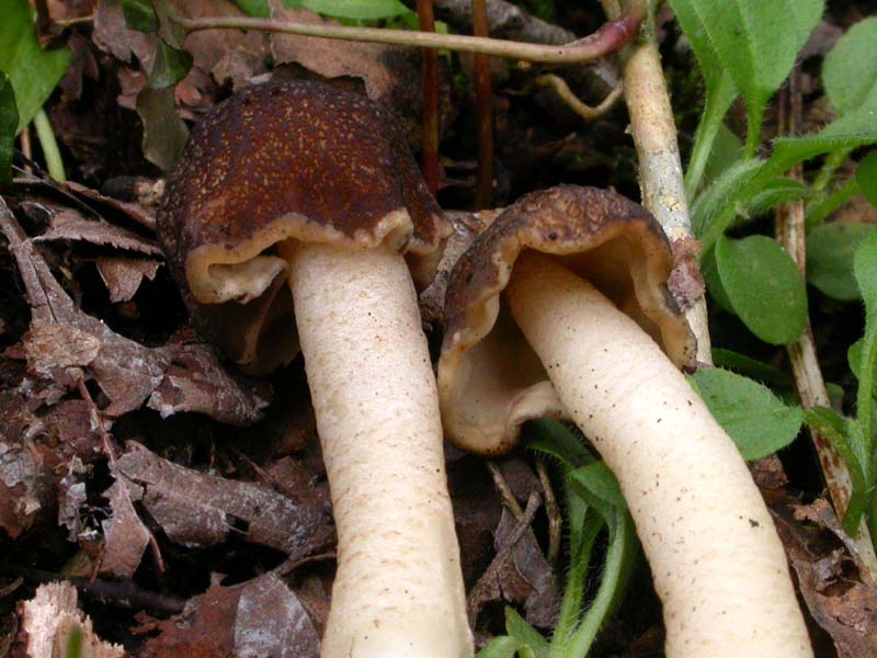 Ascomiceti primaverili alla ribalta (1): Verpa conica s.l.