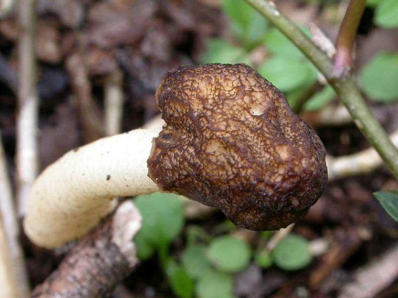 Ascomiceti primaverili alla ribalta (1): Verpa conica s.l.