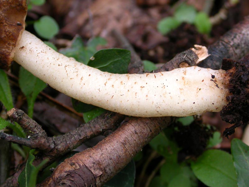 Ascomiceti primaverili alla ribalta (1): Verpa conica s.l.