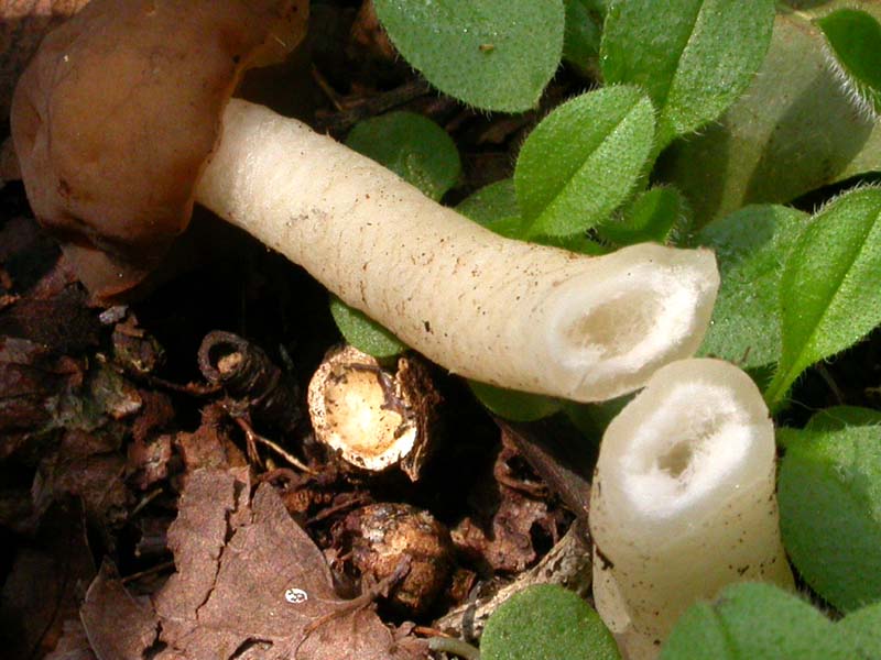 Ascomiceti primaverili alla ribalta (1): Verpa conica s.l.