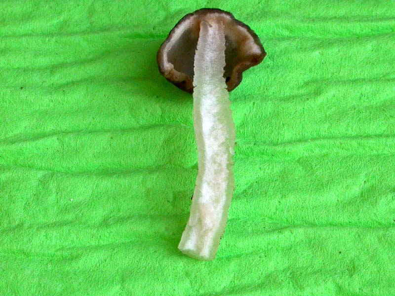 Ascomiceti primaverili alla ribalta (1): Verpa conica s.l.