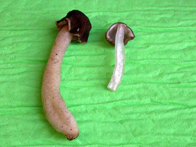 Ascomiceti primaverili alla ribalta (1): Verpa conica s.l.