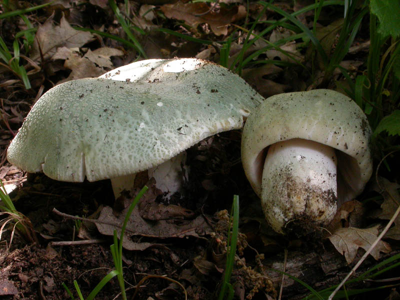 Russula virescens