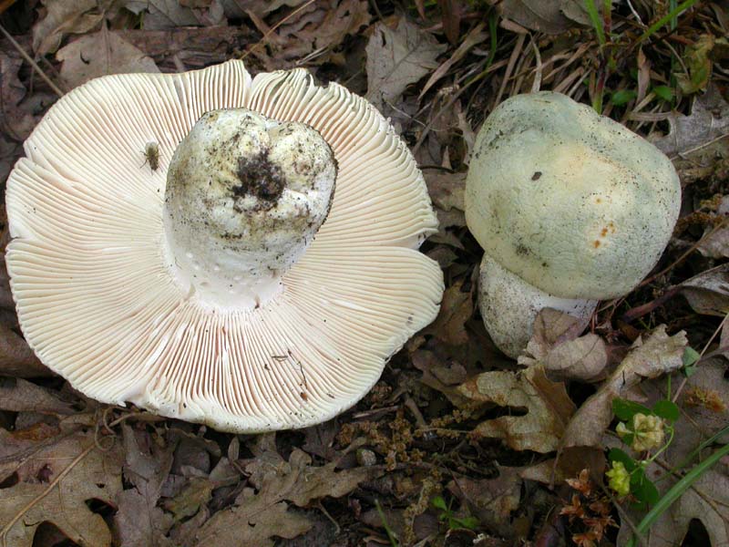 Russula virescens